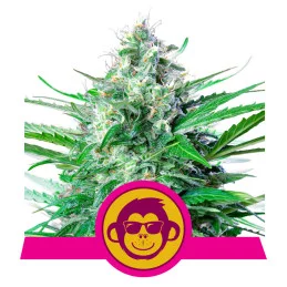 GRAPE APE - Royal Queen Seeds - WWW.SEEDS-BANK.CZ