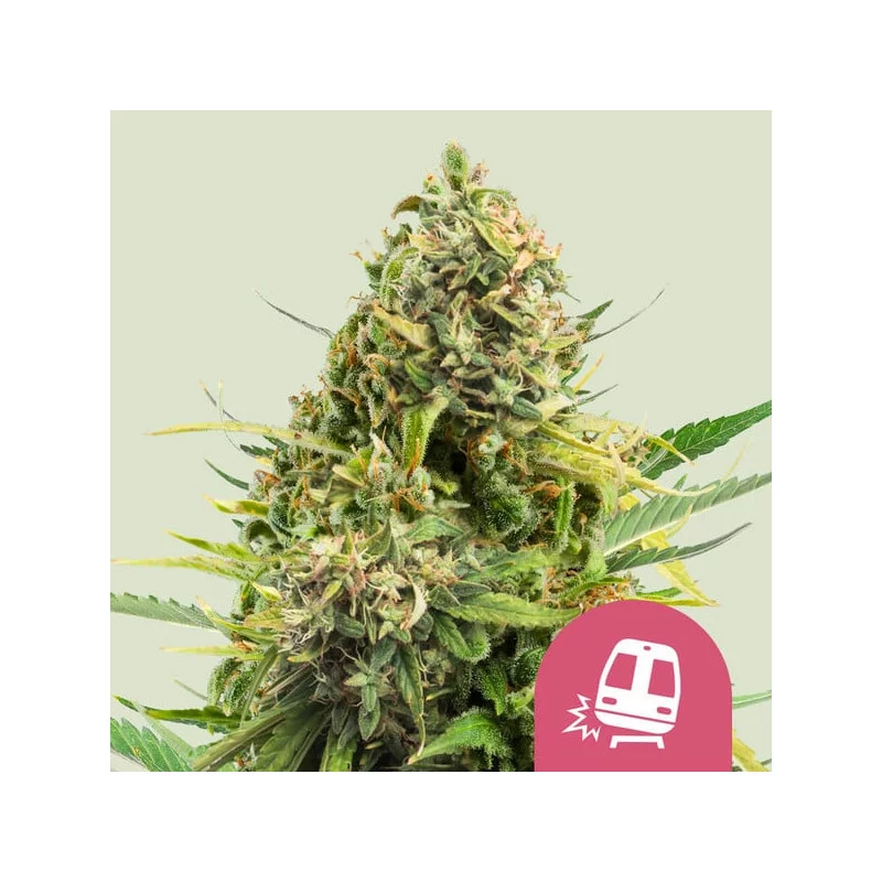 Trainwreck - Royal Queen Seeds - WWW.SEEDS-BANK.CZ