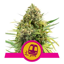 Trainwreck - Royal Queen Seeds - WWW.SEEDS-BANK.CZ