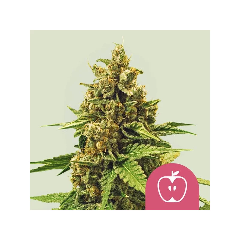 Apple Fritter - Royal Queen Seeds - WWW.SEEDS-BANK.CZ