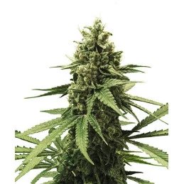 Apple Fritter - Royal Queen Seeds - WWW.SEEDS-BANK.CZ
