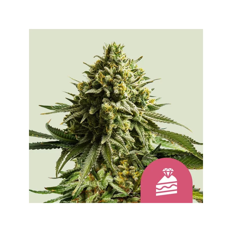 Wedding Cake - Royal Queen Seeds - WWW.SEEDS-BANK.CZ