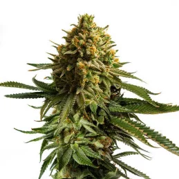 Wedding Cake - Royal Queen Seeds - WWW.SEEDS-BANK.CZ