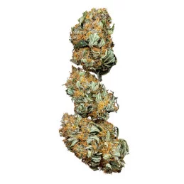Wedding Cake - Royal Queen Seeds - WWW.SEEDS-BANK.CZ - Buds