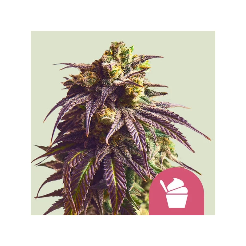 Sundae Driver - Royal Queen Seeds - WWW.SEEDS-BANK.CZ