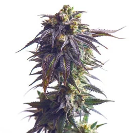 Sundae Driver - Royal Queen Seeds - WWW.SEEDS-BANK.CZ