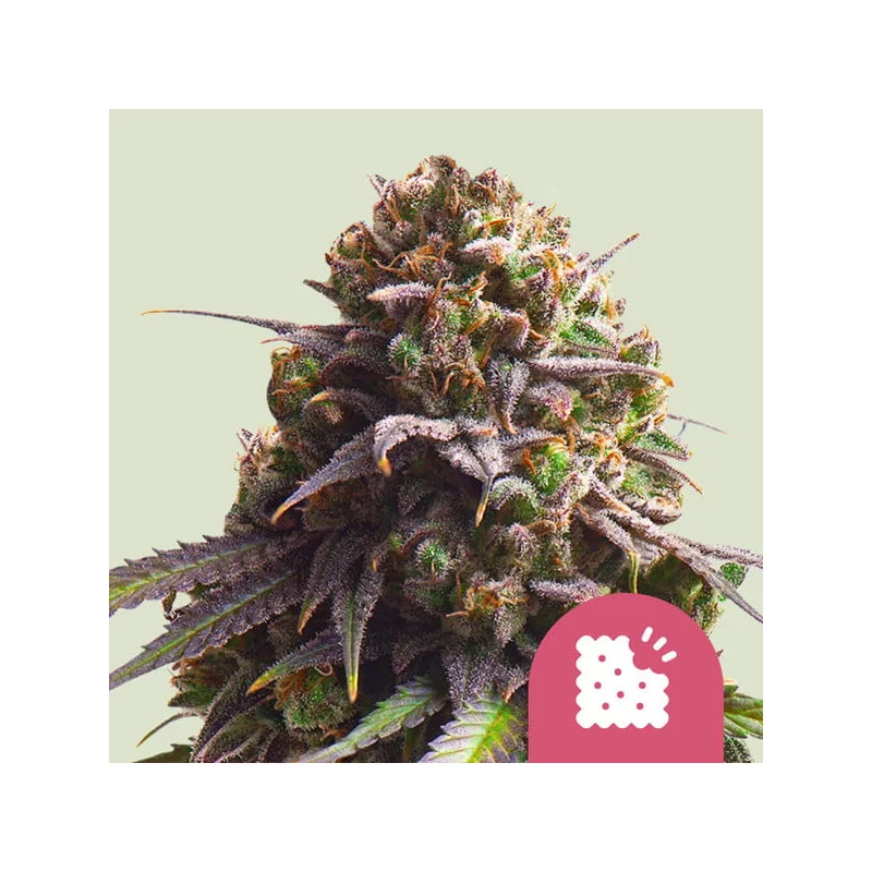 Biscotti - Royal Queen Seeds - WWW.SEEDS-BANK.CZ