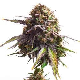 Biscotti - Royal Queen Seeds - WWW.SEEDS-BANK.CZ