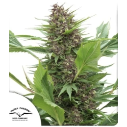 Frisian Duck ® - Dutch...