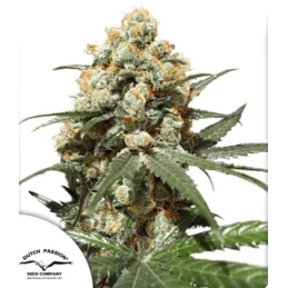 Orange Hill Special ® -...