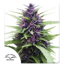 Shaman ® - Dutch Passion -...