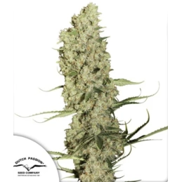 Jorge’s Diamonds 1 ® -...