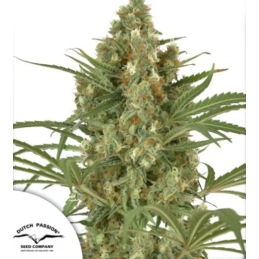 Snow Bud® - Dutch Passion -...