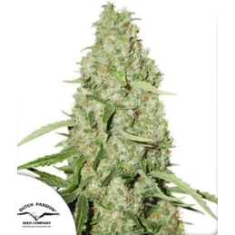 Think Fast® - Dutch Passion...