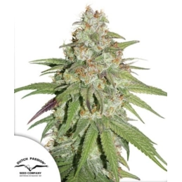 Glueberry O.G.® - Dutch...