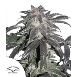 Bubba Island Kush ® - Dutch...