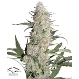 Critical Orange Punch ® -...