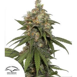 HiFi 4G ® - Dutch Passion -...