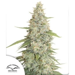 Meringue ® - Dutch Passion...