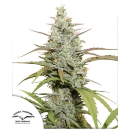 Mokum’s Tulip ® - Dutch...