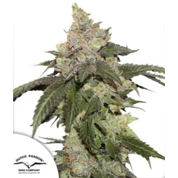 Kerosene Krash® - Dutch...