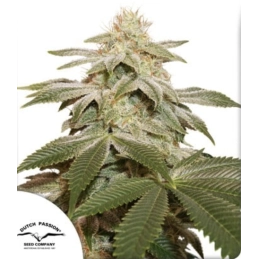 Sugar Bomb Punch® - Dutch...