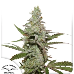 Amsterdam Amnesia® - Dutch...