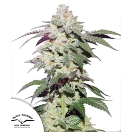 Skywalker Haze® - Dutch...