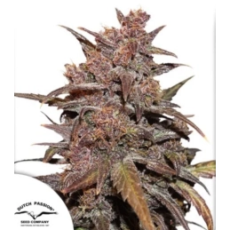 CBD Auto Blackberry Kush® -...