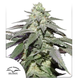 Auto Skywalker Haze® -...
