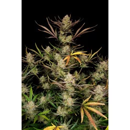 Apple Strudel Auto™ - Fast Bud - autoflowering