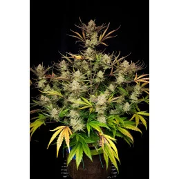 Apple Strudel Auto™ - Fast Bud - autoflowering