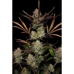 Apple Strudel Auto™ - Fast Bud - autoflowering