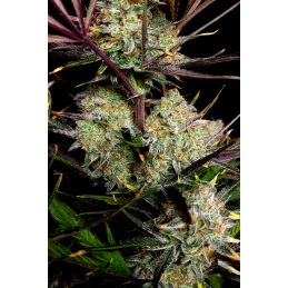 Apple Strudel Auto™ - Fast Bud - autoflowering