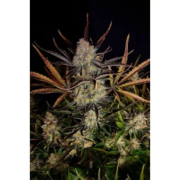 Apple Strudel Auto™ - Fast Bud - autoflowering