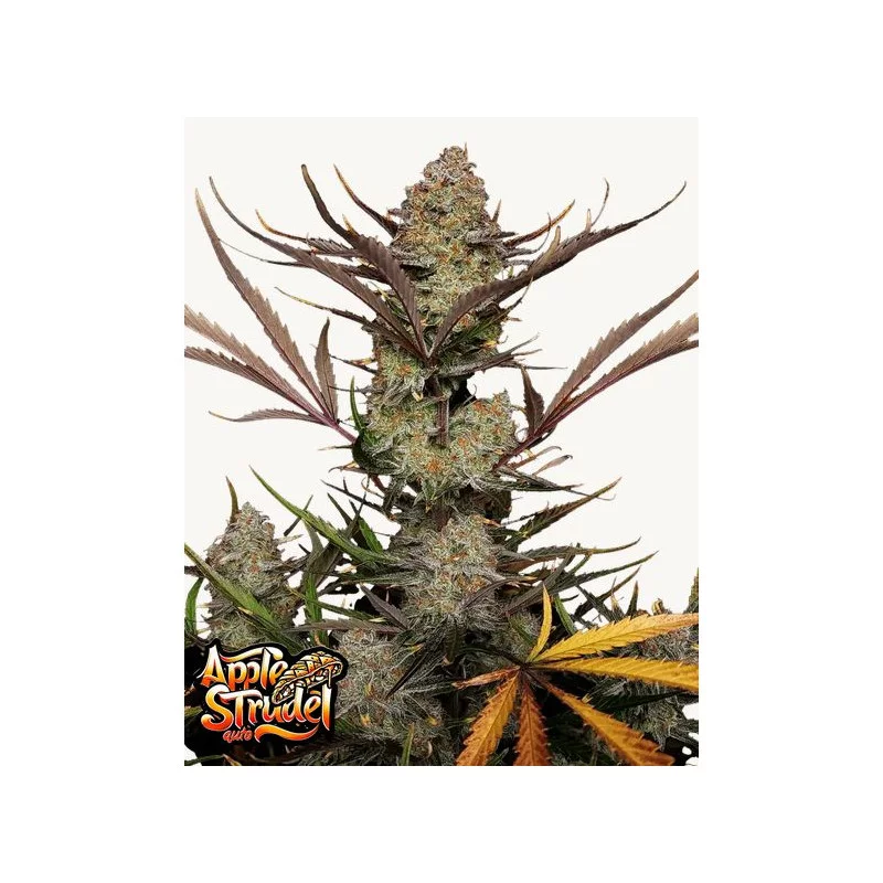 Apple Strudel Auto™ - Fast Bud - autoflowering