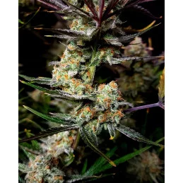 Apple Strudel Auto™ - Fast Bud - autoflowering