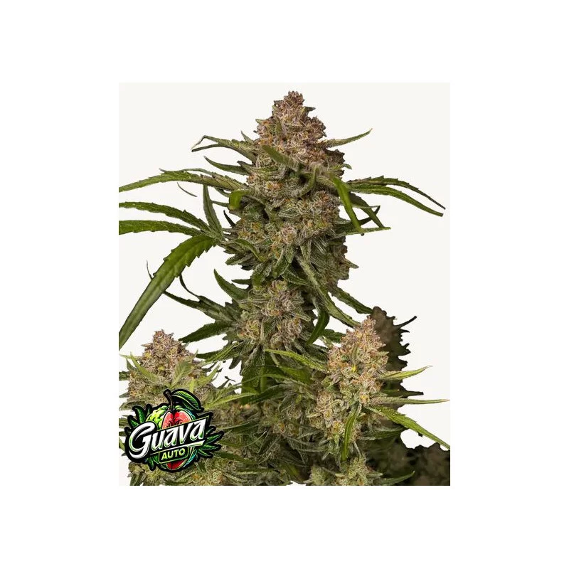 Guava Auto™ - Fast Bud - autoflowering
