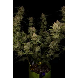Guava Auto™ - Fast Bud - autoflowering