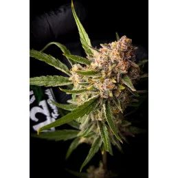 Guava Auto™ - Fast Bud - autoflowering