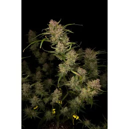 Guava Auto™ - Fast Bud - autoflowering