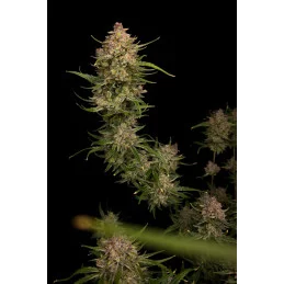 Guava Auto™ - Fast Bud - autoflowering