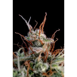 Guava Auto™ - Fast Bud - autoflowering