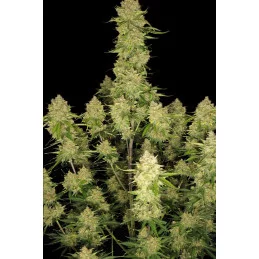Guava Auto™ - Fast Bud - autoflowering