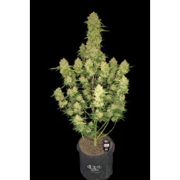 Guava Auto™ - Fast Bud - autoflowering