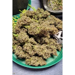 Guava Auto™ - Fast Bud - autoflowering