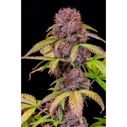 Lemon Cherry Cookies Auto™ - Fast Bud  - autoflowering - Premium WWW.SEEDS-BANK.CZ