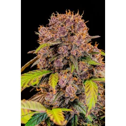 Lemon Cherry Cookies Auto™ - Fast Bud  - autoflowering - Premium WWW.SEEDS-BANK.CZ