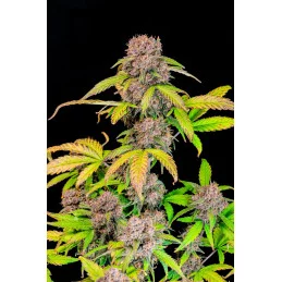 Lemon Cherry Cookies Auto™ - Fast Bud  - autoflowering - Premium WWW.SEEDS-BANK.CZ