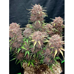 Lemon Cherry Cookies Auto™ - Fast Bud  - autoflowering - Premium WWW.SEEDS-BANK.CZ